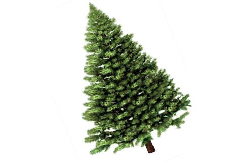 A plain Christmas tree